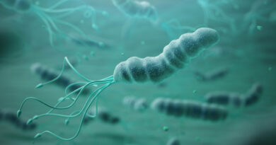Unife indaga sugli spostamenti dei Sapiens grazie all'analisi genetica di un batterio