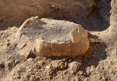 NEWS | Scoperti i resti di una tartaruga vissuta nel I secolo a Pompei