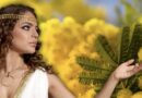 Festa della Donna, perché si regalano mimose l’8 marzo